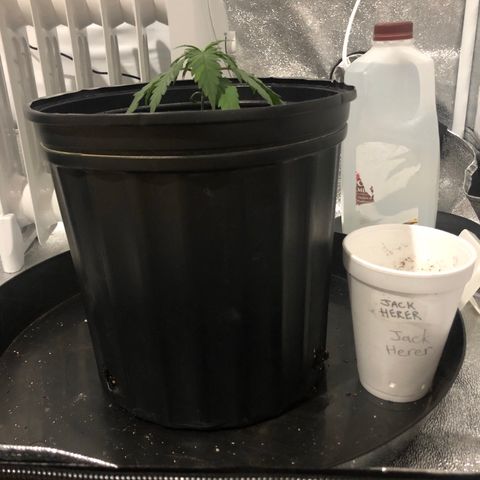 Jack Herer  growlog photo: Transplant shock monitoring right before lights on. 19:35
