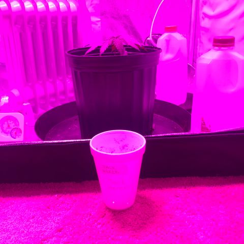 Jack Herer  growlog photo: Transplanted right before lights out. 