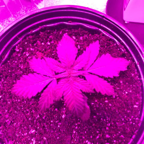 Jack Herer  growlog photo: Transplanted right before lights out. 