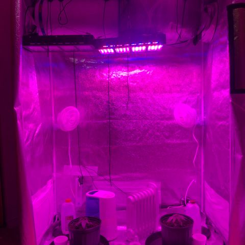 Jack Herer  growlog photo: Transplanted right before lights out. 