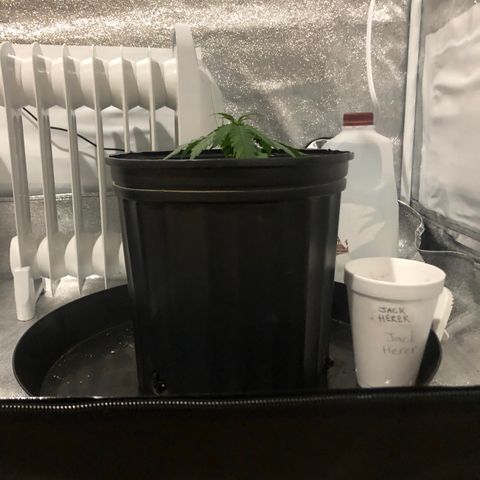 Jack Herer  growlog photo: Transplant shock monitoring. Photo taken shortly after lights off 14:53. 
