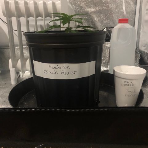 Jack Herer  growlog photo: Transplant shock monitoring- Plant seemed to have perked back up after slouching again earlier. 