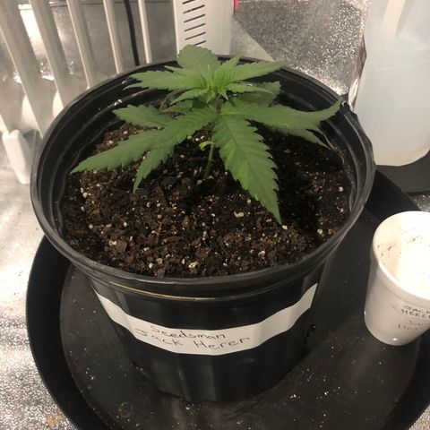 Jack Herer  growlog photo: Transplant shock monitoring- Plant seemed to have perked back up after slouching again earlier. 