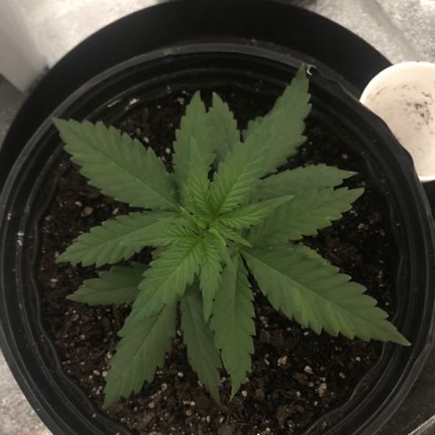 Jack Herer  growlog photo: Transplant shock monitoring- Plant seemed to have perked back up after slouching again earlier. 