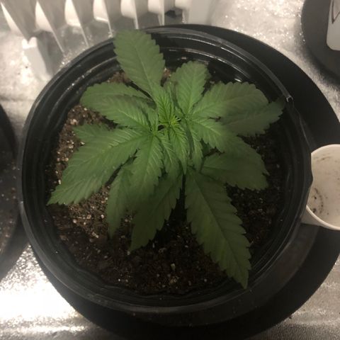 Jack Herer  growlog photo: Light shock monitoring - Lowered lights down a little bit and put the plants 🌱 more in the middle of the light. 02:00. Took lights out pictures 09:00. 