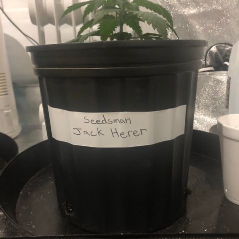 Jack Herer  growlog photo: Light shock monitoring - Lowered lights down a little bit and put the plants 🌱 more in the middle of the light. 02:00. Took lights out pictures 09:00. 