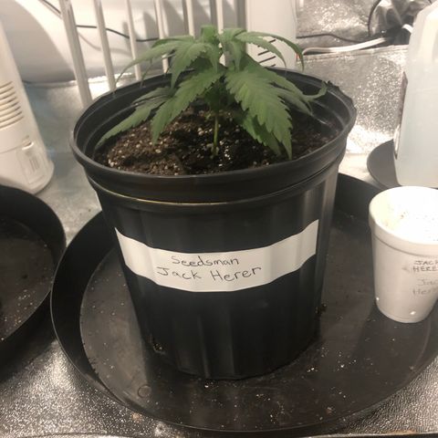 Jack Herer  growlog photo: Light shock monitoring - Lowered lights down a little bit and put the plants 🌱 more in the middle of the light. 02:00. Took lights out pictures 09:00. 