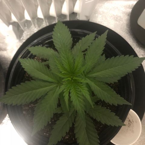Jack Herer  growlog photo: Light adjustment monitoring- Photos taken 20:00 🕗 right before lights on. 