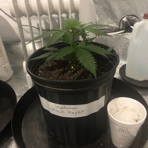 Jack Herer  growlog photo: Light adjustment monitoring- Photos taken 20:00 🕗 right before lights on. 