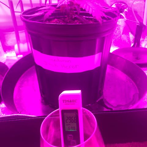 Jack Herer  growlog photo: Runoff TDS and PH monitoring-Watered till runoff from the bottom. Cups with low water 💦 level had water collected with a syringe. Cups with high water 💦 level had water poured straight from the saucers. 