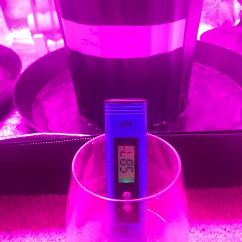 Jack Herer  growlog photo: Runoff TDS and PH monitoring-Watered till runoff from the bottom. Cups with low water 💦 level had water collected with a syringe. Cups with high water 💦 level had water poured straight from the saucers. 