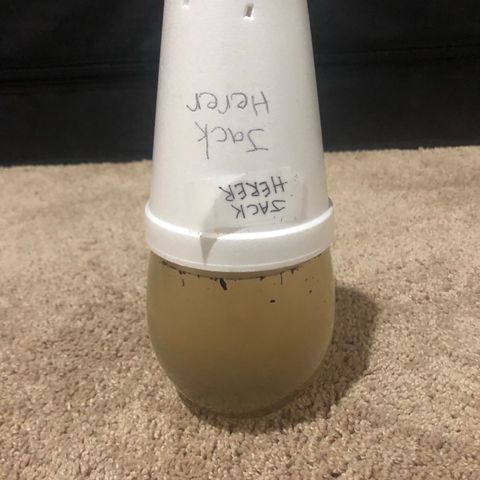 Jack Herer  growlog photo: Using cups as a label and cover so photos are documented and water samples are not switched by accident. 