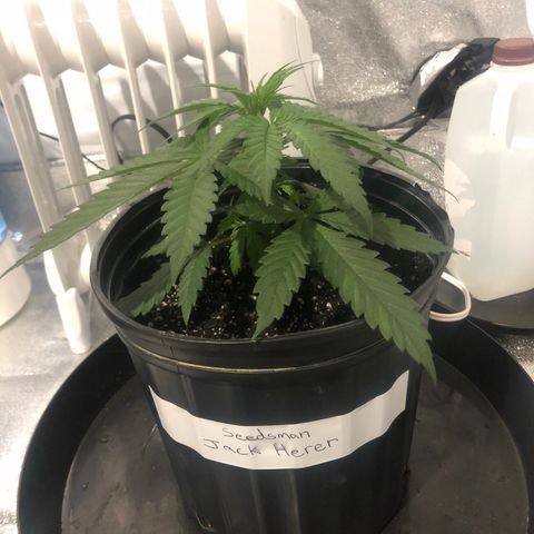 Jack Herer  growlog photo: Photos taken at lights off 14:00. 