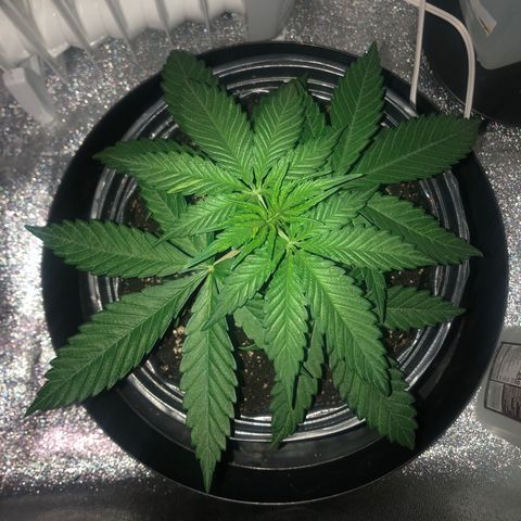 Jack Herer  growlog photo: Photos taken at lights off 14:00. 