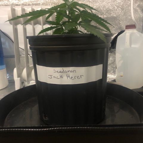Jack Herer  growlog photo: Photos taken at lights off 14:00. 