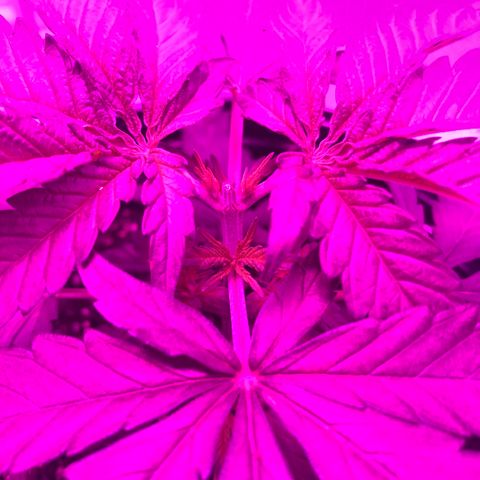 Jack Herer  growlog photo: Topped both plants 🌱 22:00 🕙. Took pictures to start topping shock monitoring. 