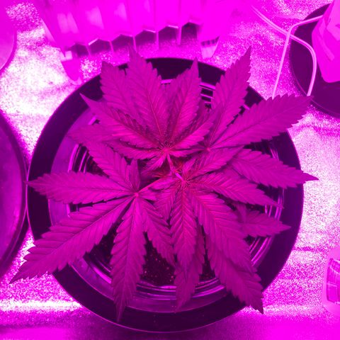 Jack Herer  growlog photo: Topped both plants 🌱 22:00 🕙. Took pictures to start topping shock monitoring. 