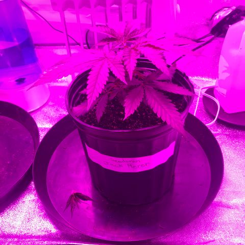 Jack Herer  growlog photo: Topped both plants 🌱 22:00 🕙. Took pictures to start topping shock monitoring. 