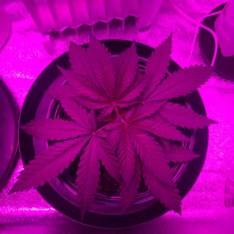 Jack Herer  growlog photo: Topped both plants 🌱 22:00 🕙. Took pictures to start topping shock monitoring. 