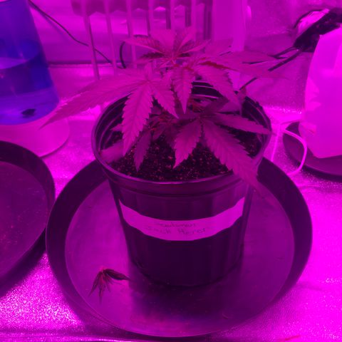 Jack Herer  growlog photo: Topped both plants 🌱 22:00 🕙. Took pictures to start topping shock monitoring. 