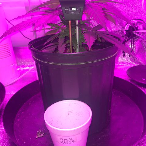 Jack Herer  growlog photo: Soil moisture monitoring. Photos taken 01:30 🕜. Took readings from two separate areas of pots. Noticed growth from apical branches where topped. 