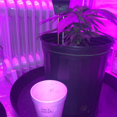 Jack Herer  growlog photo: Soil moisture monitoring. Photos taken 01:30 🕜. Took readings from two separate areas of pots. Noticed growth from apical branches where topped. 
