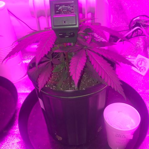 Jack Herer  growlog photo: Soil moisture monitoring-probed both plants 🌱 on all four "sides" in between edge of pot and plant 🌱 stem. 
