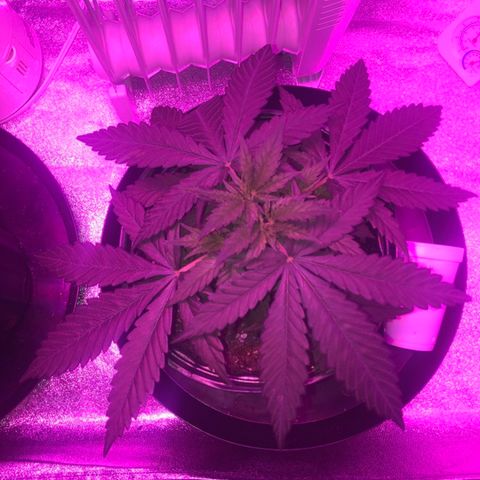 Jack Herer  growlog photo: Soil moisture monitoring-probed both plants 🌱 on all four "sides" in between edge of pot and plant 🌱 stem. 