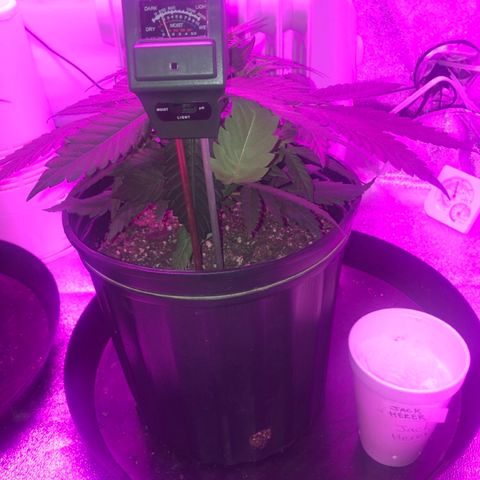 Jack Herer  growlog photo: Soil moisture monitoring-probed both plants 🌱 on all four "sides" in between edge of pot and plant 🌱 stem. 