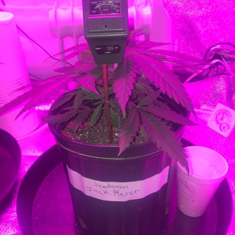 Jack Herer  growlog photo: Soil moisture monitoring-probed both plants 🌱 on all four "sides" in between edge of pot and plant 🌱 stem. 