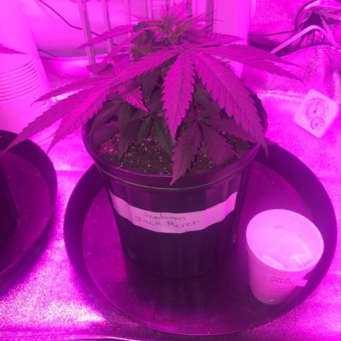 Jack Herer  growlog photo: Soil moisture monitoring-probed both plants 🌱 on all four "sides" in between edge of pot and plant 🌱 stem. 