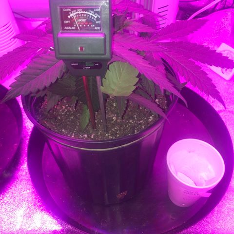 Jack Herer  growlog photo: Soil moisture monitoring-probed both plants 🌱 on all four "sides" in between edge of pot and plant 🌱 stem. 