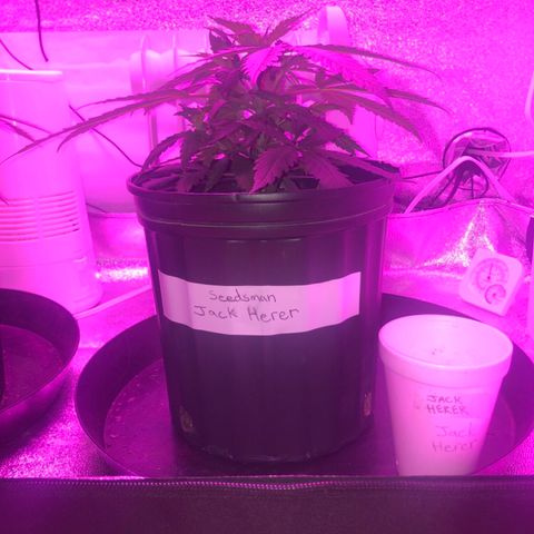 Jack Herer  growlog photo: Soil moisture monitoring-probed both plants 🌱 on all four "sides" in between edge of pot and plant 🌱 stem. 