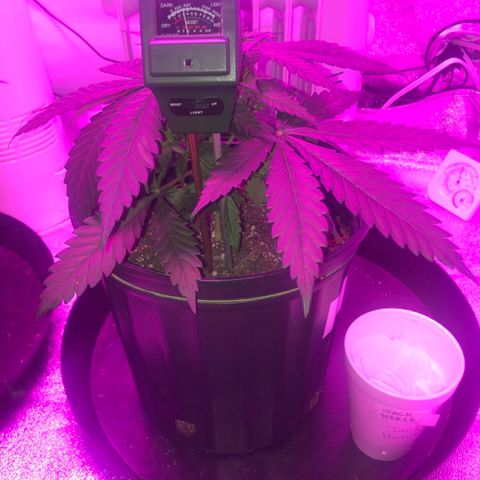 Jack Herer  growlog photo: Soil moisture monitoring-probed both plants 🌱 on all four "sides" in between edge of pot and plant 🌱 stem. 