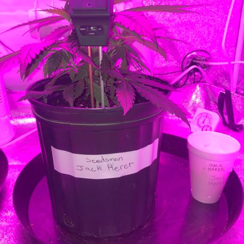 Jack Herer  growlog photo: Soil moisture monitoring- after coming home from work. Moisture levels are obviously back up. Will wait till totally dry again then water 💦 till runoff to take measurements. 