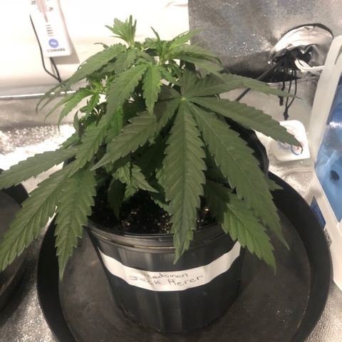 Jack Herer  growlog photo: Day off photos taken at lights out for accurate colors. 