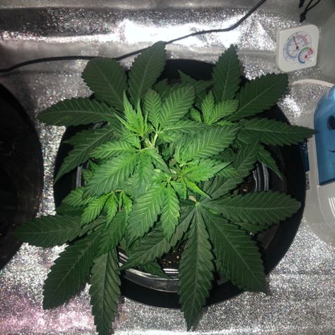 Jack Herer  growlog photo: Day off photos taken at lights out for accurate colors. 