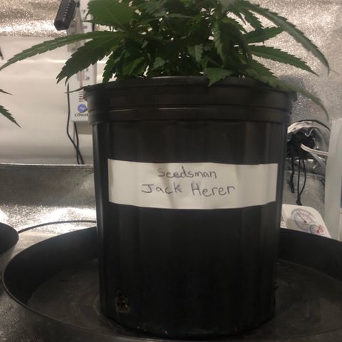 Jack Herer  growlog photo: Day off photos taken at lights out for accurate colors. 