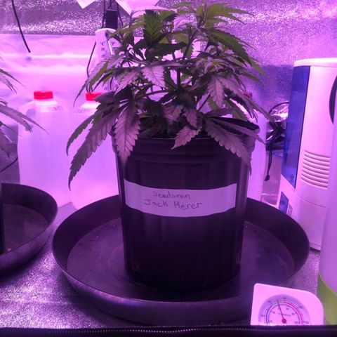 Jack Herer  growlog photo: Cut off two top largest fan leaves on both plants which were shading out bottom growth. 