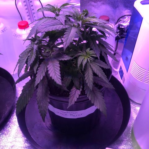 Jack Herer  growlog photo: Cut off two top largest fan leaves on both plants which were shading out bottom growth. 