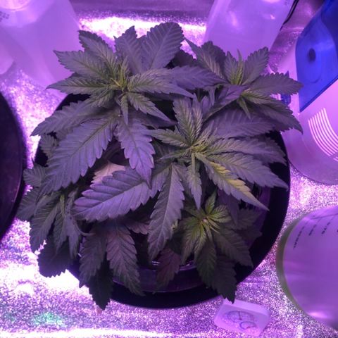 Jack Herer  growlog photo: Cut off two top largest fan leaves on both plants which were shading out bottom growth. 