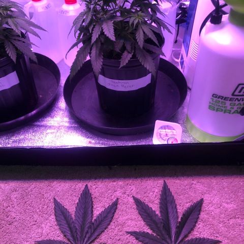 Jack Herer  growlog photo: Cut off two top largest fan leaves on both plants which were shading out bottom growth. 