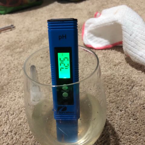 Jack Herer  growlog photo: Watered💦 Jack Herer with RODI water💦 with garden sprayer until runoff. TDS tested 1593 ppm from water 💦 collected from syringe 💉 PH tested fluctuating between 7.38 and 7.41 from syringe 💉 which was taken with light in the background. TDS tested 1200 ppm and PH tested 7.25 when water 💦 was poured into cup with existing water 💦 from saucer. Those photos were taken without the lights in the background. 