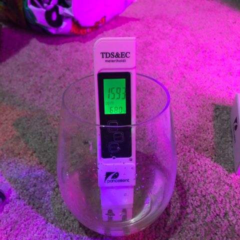 Jack Herer  growlog photo: Watered💦 Jack Herer with RODI water💦 with garden sprayer until runoff. TDS tested 1593 ppm from water 💦 collected from syringe 💉 PH tested fluctuating between 7.38 and 7.41 from syringe 💉 which was taken with light in the background. TDS tested 1200 ppm and PH tested 7.25 when water 💦 was poured into cup with existing water 💦 from saucer. Those photos were taken without the lights in the background. 