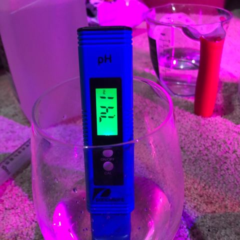 Jack Herer  growlog photo: Watered💦 Jack Herer with RODI water💦 with garden sprayer until runoff. TDS tested 1593 ppm from water 💦 collected from syringe 💉 PH tested fluctuating between 7.38 and 7.41 from syringe 💉 which was taken with light in the background. TDS tested 1200 ppm and PH tested 7.25 when water 💦 was poured into cup with existing water 💦 from saucer. Those photos were taken without the lights in the background. 