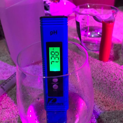 Jack Herer  growlog photo: Watered💦 Jack Herer with RODI water💦 with garden sprayer until runoff. TDS tested 1593 ppm from water 💦 collected from syringe 💉 PH tested fluctuating between 7.38 and 7.41 from syringe 💉 which was taken with light in the background. TDS tested 1200 ppm and PH tested 7.25 when water 💦 was poured into cup with existing water 💦 from saucer. Those photos were taken without the lights in the background. 