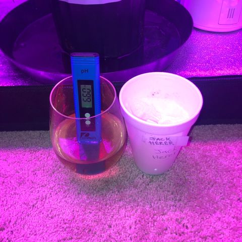 Jack Herer  growlog photo: Drain off testing- Initial PH of nutrient solution was 7.09. Adjusted to 6.01.