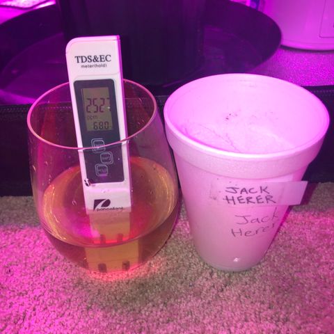 Jack Herer  growlog photo: Fucked up the tds meter by locking the calibration mode. Initial reading was 685 ppm. Had to take out battery and I think I lost the calibration so I took a baseline reading of 746 ppm.