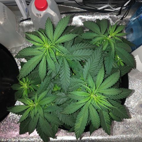 Jack Herer  growlog photo: Took photos on day off at lights out. Plants 🌱 seem to be droopy. Starting to drink a lot of water 💦. Will probably transplant into 5 gallon air pots next week on day off. Will continue to water 💦 with Vegamatrix Vegetative recipe week 4 half strength with half a teaspoon of molasses and 10ml kelp extract. 