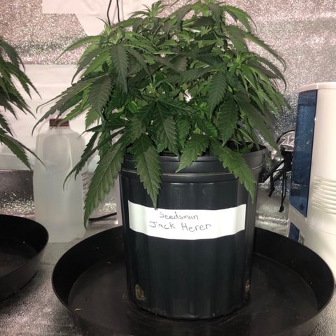Jack Herer  growlog photo: Took photos on day off at lights out. Plants 🌱 seem to be droopy. Starting to drink a lot of water 💦. Will probably transplant into 5 gallon air pots next week on day off. Will continue to water 💦 with Vegamatrix Vegetative recipe week 4 half strength with half a teaspoon of molasses and 10ml kelp extract. 